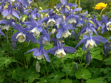 Aquilegia flabellata 'Spring Magic Blue' – japansk akleja för stenparti med blå blommor och vit mitt; kompakt, småväxt och tålig perenn som blommar i juni.