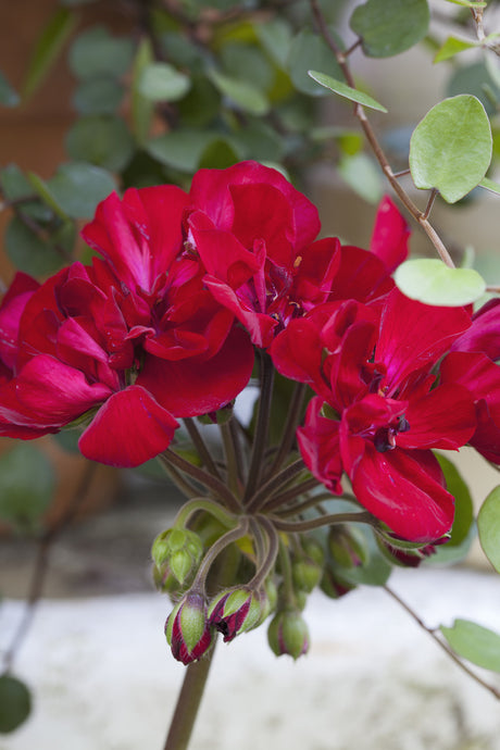 Pelargonen ‘Velvet Red’ – Årets Pelargon 2013 (Pelargonium x hortorum, Tango-serien), zonalpelargon med sammetsröda blommor, mörka stjälkar och purpurtonade blad.