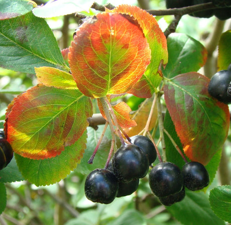 Svartaronia (Aronia melanocarpa) med svarta bär och glödande höstfärger – tålig, lättskött prydnadsbuske och häck för nordiska trädgårdar i zon 5–6, med nyttiga, antioxidantrika bär; populära sorter Elata, Hugin och Viking.
