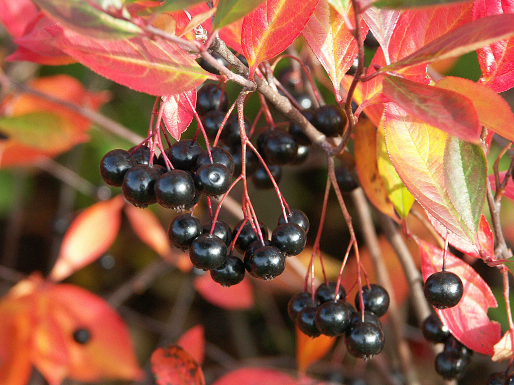 Svart aronia (Aronia melanocarpa 'Hugin') – buske med svarta, ätliga bär i svenska trädgårdar; utmärkt till häck, saft och gelé, lockar fåglar och är härdig i odlingszon 6–7.