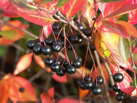 Svart aronia (Aronia melanocarpa 'Hugin') – buske med svarta, ätliga bär i svenska trädgårdar; utmärkt till häck, saft och gelé, lockar fåglar och är härdig i odlingszon 6–7.