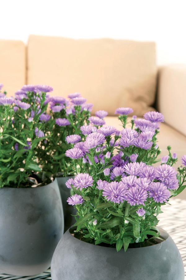 Aster novi-belgii 'Laura Vic' – lila höstaster (Symphyotrichum novi-belgii) för moderna trädgårdar, perennrabatter och balkonglådor; lång blomning sensommar–höst, lättskött och pollinatörvänlig.