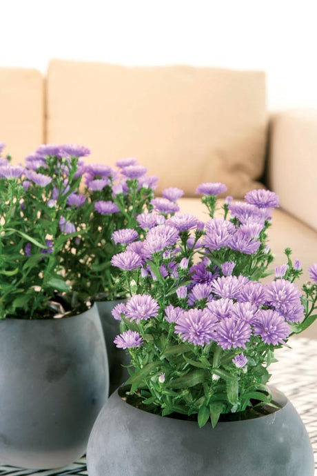 Aster novi-belgii 'Laura Vic' – lila höstaster (Symphyotrichum novi-belgii) för moderna trädgårdar, perennrabatter och balkonglådor; lång blomning sensommar–höst, lättskött och pollinatörvänlig.