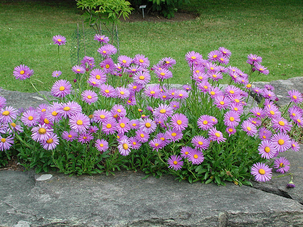 Alpaster Aster alpinus 'Dunkle Schöne' – violettblå kantväxt för stenparti; härdig i väldränerat, soligt läge, blommar maj–juli.