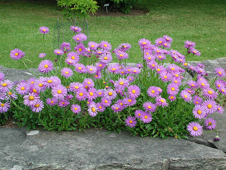 Alpaster Aster alpinus 'Dunkle Schöne' – violettblå kantväxt för stenparti; härdig i väldränerat, soligt läge, blommar maj–juli.