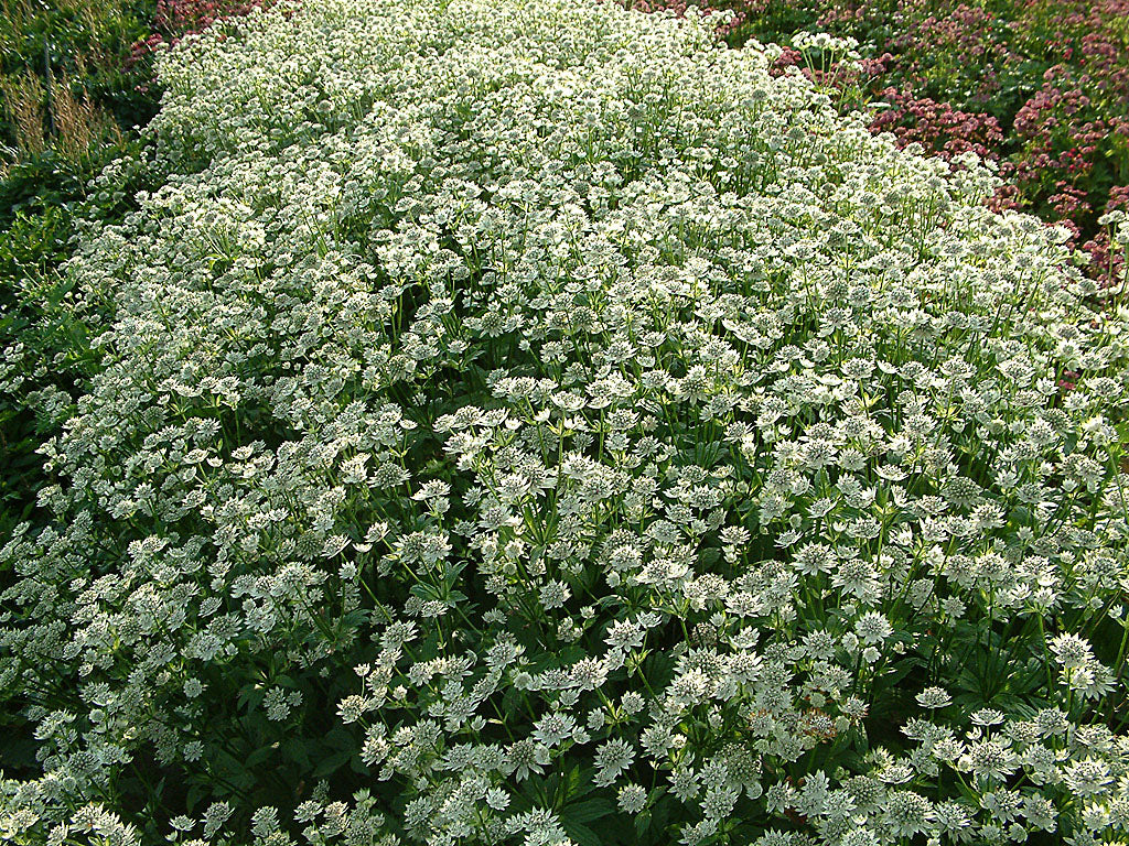 Stjärnflocka Astrantia ‘Star of Billion’ – fluffiga vita blommor med gröna toner i perennrabatt; blomvillig, härdig snittblomma juni–september, fin med prydnadsgräs, hosta och silverax.