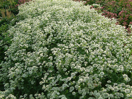 Stjärnflocka Astrantia ‘Star of Billion’ – fluffiga vita blommor med gröna toner i perennrabatt; blomvillig, härdig snittblomma juni–september, fin med prydnadsgräs, hosta och silverax.