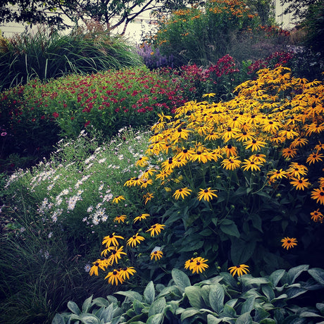 Sensommar i trädgården i augusti med färgsprakande blomsterprakt: rosa och orange rudbeckior och de första äpplena på äppelträdet; dags att beskära och plantera perenner.