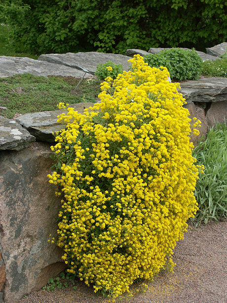 Praktstenört Aurinia saxatilis (tidigare Alyssum saxatile) – låg, marktäckande perenn med täta klargula blommor; torktålig stenpartiväxt för soliga, väldränerade lägen vid murar och rabattkanter, blomning maj–juni.