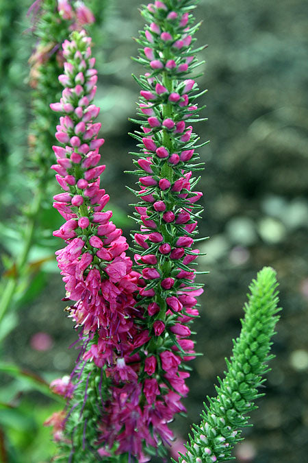 Axveronika (Veronica spicata) i full sol med täta blå blomax och silvergröna blad – torktålig, lättodlad perenn för rabatter och stenpartier i trädgården.