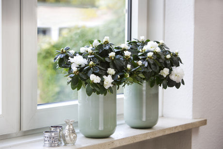 Blommande azalea i elegant keramik-ytterkruka på fönsterbräda – stilfull krukväxt för modern inredning och växtstyling i hemmet.