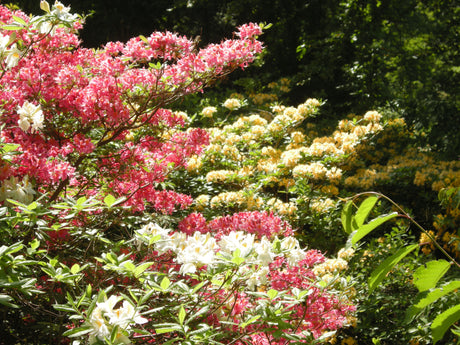 Azaleadalen i Slottsskogen, Göteborg – färgsprakande azaleor (rhododendron) i full blom under försommaren maj–juni; doftande dal med humlesurr, picknick och naturupplevelser i stadens gröna oas.