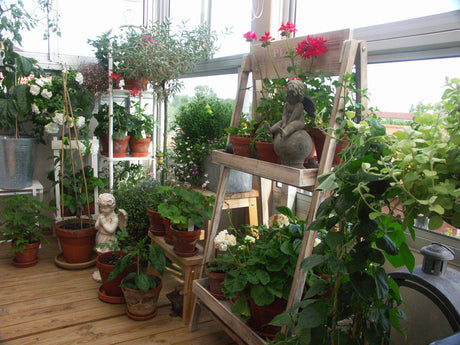 Tusen Trädgårdar balkongtävlingen 2023 – vinnare Maria Sandqvist i Halmstad: potager på balkong med pelargoner, chili, tomater, piri piri, sallad, paprika, kryddor och hängande jordgubbar, odlad från frön och sticklingar