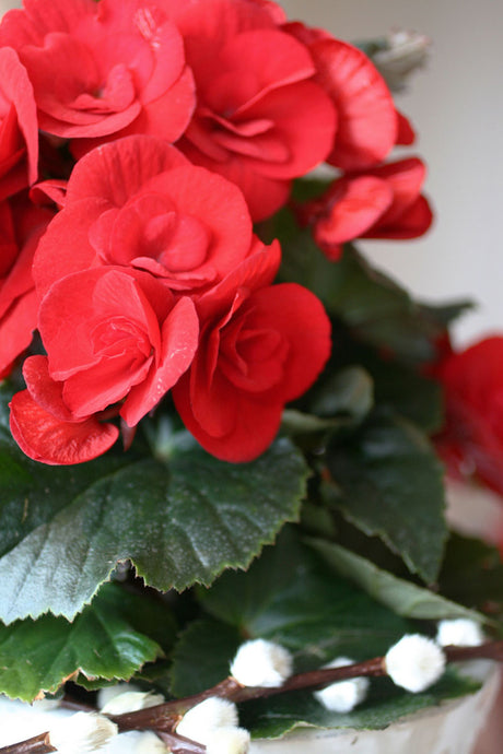 Julröd begonia 'Baladin' – närbild av julblomma som fångar julens trender med glitter och hemslöjd; hållbar, personlig inredning med återbruk i december.