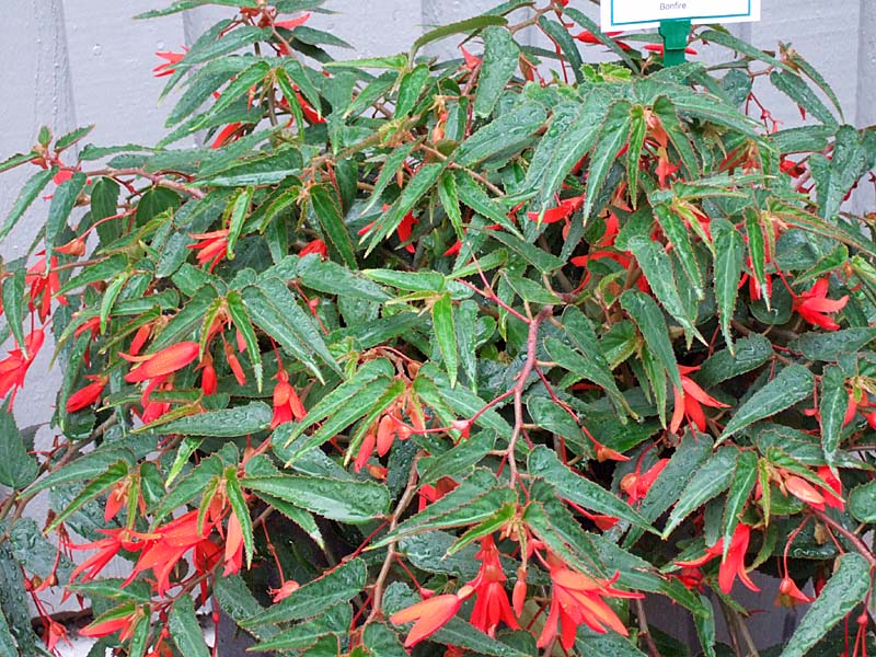 Begonia boliviensis 'Bonfire' – hängande knölbegonia/kaskadbegonia för sommarplantering i halvskugga; trivs i humusrik, väldränerad och jämnt fuktig jord.