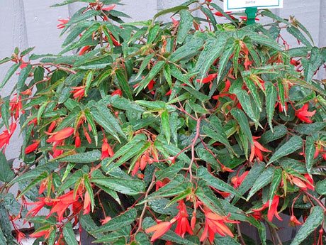 Begonia boliviensis 'Bonfire' – hängande knölbegonia/kaskadbegonia för sommarplantering i halvskugga; trivs i humusrik, väldränerad och jämnt fuktig jord.