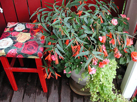 Begonia m.fl. lök- och knölväxter i kruka – vinterförvaring av växter i kruka: övervintra frostfritt, isolera krukan och förvara knölar (dahlia, canna, gladiolus) torrt och mörkt.