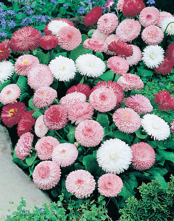 Tusensköna Bellis perennis ‘Goliath Mixed’ – perenn med stora dubbla rosa/vita blommor på 15 cm stjälkar; förodling feb–mars eller direktsådd; blommar april–juni året efter sådd.