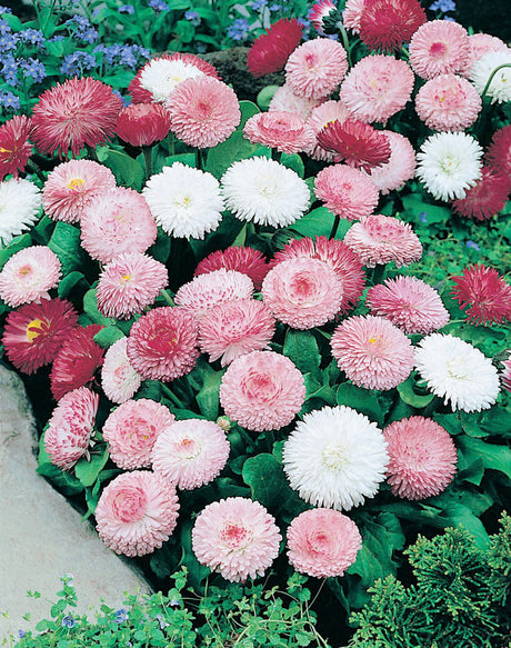 Tusensköna Bellis perennis ‘Goliath Mixed’ – perenn med stora dubbla rosa/vita blommor på 15 cm stjälkar; förodling feb–mars eller direktsådd; blommar april–juni året efter sådd.