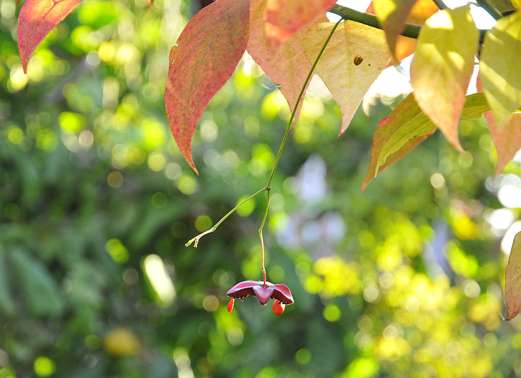 Färgsprakande benved (Euonymus) i trädgården – vingbenved med glödande röda höstfärger och dekorativa fröställningar; tålig prydnadsväxt för höstfina rabatter.