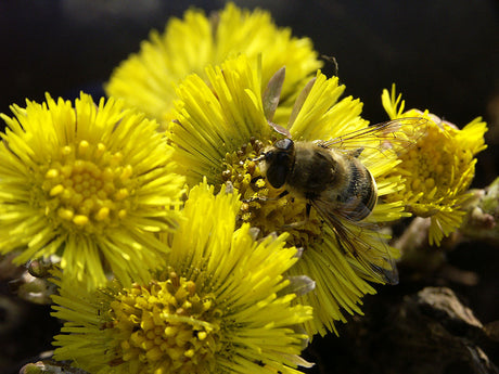 Biet fikar på tussilago (hästhov) – tidig vårblomma i trädgården som gynnar pollinatörer; vårstädning, skydda igelkottar, städa växthus, rengöra fågelholkar och starta tidig sådd med växtskyddsväv.