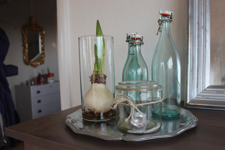 Vintertäckning i trädgården: kupa rosor med jord och torra löv, använd snö som isolering och granris över perenner; julblommor amaryllis och hyacinter – spara lökarna.