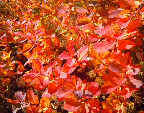 Björkspirea (Spiraea betulifolia) i närbild med rödorange höstfärg – buskar med vacker höstfärg för trädgård, färgsprakande höstskrud, härdig till zon 6