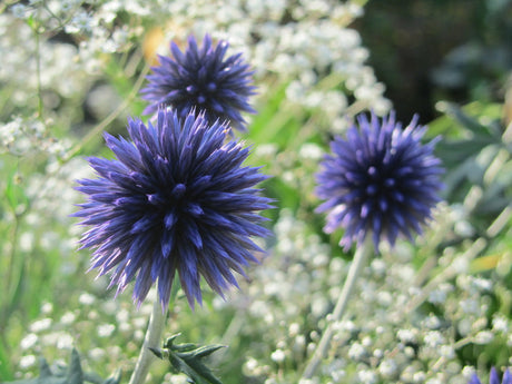 Blå bolltistel (Echinops bannaticus) i närbild – stålblå, klotformade blomklot som lockar humlor och fjärilar; härdig, torktålig perenn för solig, väldränerad rabatt, perfekt till snitt och eterneller.