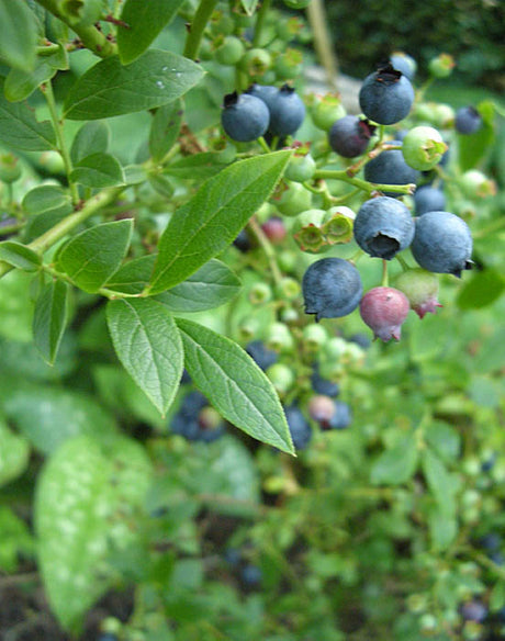 Blåbär Vaccinium corymbosum, sort Putte – självfertila amerikanska blåbär i Ericaceae med stora blå bär; odlas i Sverige i halvskugga, zon III, sur torvjord pH 4,0–5,0; blommar maj–juni.