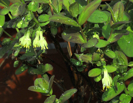 Blåbärstry/bärtry (Lonicera caerulea var. kamtschatica, honungsbär/haskap) blommar i maj med gulvita blommor – härdig, lättodlad buske för svenska trädgårdar med tidiga, näringsrika, avlånga blå bär.