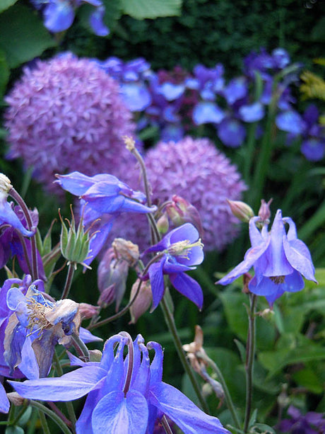 Blålila akeleja med blå iris och lila Allium i grusrabatt – torktåliga perenner och lökar för torr sandjord och blomsterprakt.