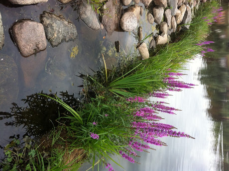 Pildammsparken i Malmö – restaurering av dammstrand med blommande vattenväxter på prefabricerade kokosmattor i skyddande stålburar: svärdslilja, fackelblomster, blomvass och havssäv för bättre vattenkvalitet.