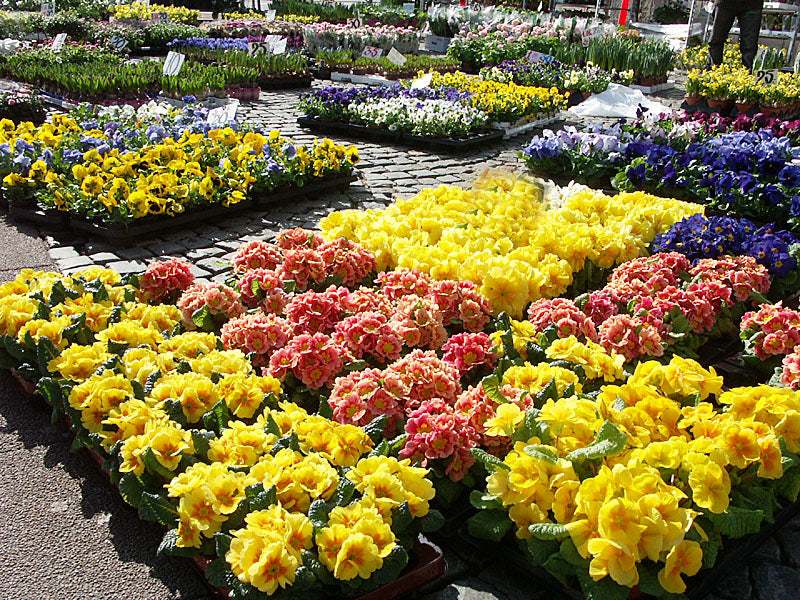 Vårflirt på torget: vårkrukor från plantskolan med penséer och minipenséer, bellis, vivor, ranunkler och förgätmigejer – tåliga vårblommor som tål frost för färgrika arrangemang.