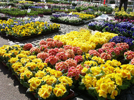 Vårflirt på torget: vårkrukor från plantskolan med penséer och minipenséer, bellis, vivor, ranunkler och förgätmigejer – tåliga vårblommor som tål frost för färgrika arrangemang.