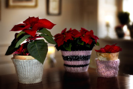 Tre röda julstjärnor (Euphorbia pulcherrima) grupperade som stilfull juldekoration – inspiration för placering i ljusa hem samt skötselråd för hållbara julstjärnor.