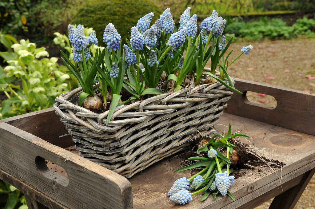 Blå pärlhyacint i kruka – Muscari armeniacum ’Ocean Magic’; vårblommande blomsterlökar i kruka med lång blomning, perfekt för balkong, ytterdörr och fönsterbräda.