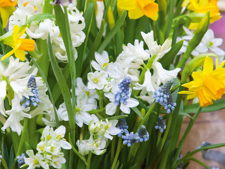 Blomsterfrämjandet: löktårta i kruka – blandade blomsterlökar lager på lager med tulpaner, narcisser, hyacinter, krokus och pärlhyacinter; god dränering för lång blomning.