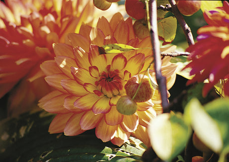 Dekorativdahlia ’Gallery Pablo’ ur Gallery-serien (Dahlia x pinnata, Dekorativ-Gruppen) med fyllda, livfulla blommor och rik blomning – perfekt för kruka, rabatt och snitt.