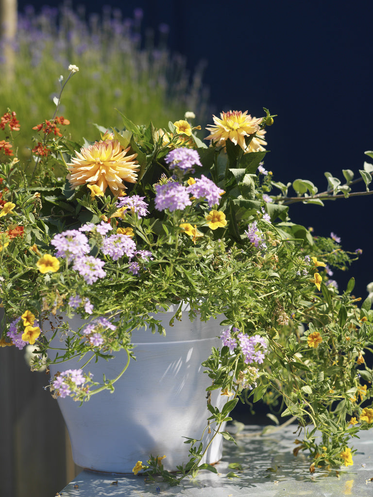 Dahlia ’Gallery Pablo’ i skön samplantering av sommarblommor i stor kruka på balkong/uteplats – plantera om i näringsrik jord med god dränering och vattna regelbundet för rik blomning hela sommaren.
