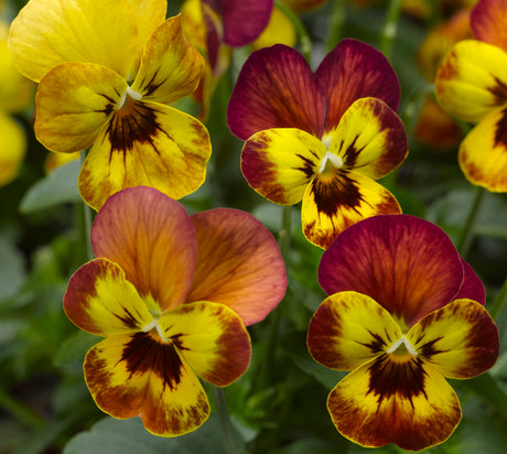 Pensé 'Deltini Copperfield' – småblommig Viola x wittrockiana i gula och bruna nyanser, köld- och frosttålig vårblomma för plantering i kruka, ampel och rabatt; tips och skötsel från Blomsterfrämjandet.