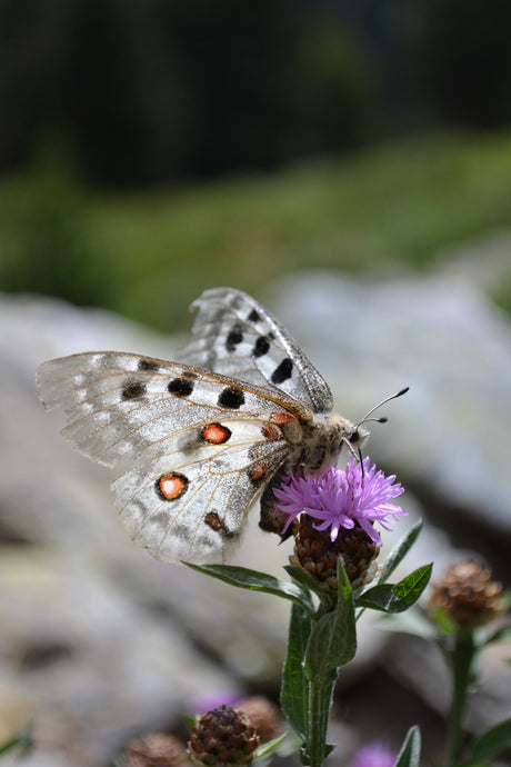 Fjärilar i varm, vindskyddad trädgård med nektarrika, doftande växter som fjärilsbuske, lavendel, jätteverbena och röd solhatt – fjärilarnas favoriter för pollinatörer.
