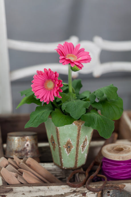 Gerbera (Gerbera x cantabrigiensis) – färgstark, elegant färgklick och glädjespridare i den sociala trädgården; populär krukväxt och snittblomma i årets blomstertrender.