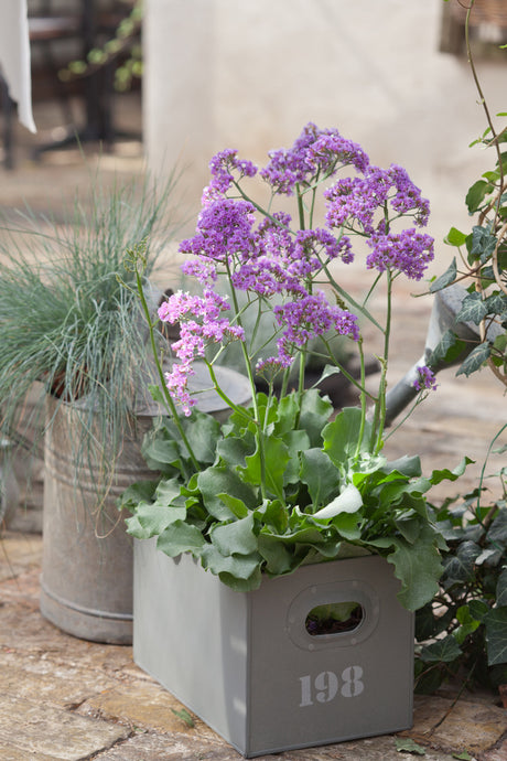 Heliotroprisp (Limonium perezii ’Salt Lake’) med lavendellila blomflockar över gröna blad – salttålig, torktålig sommarblomma för rabatter, balkonglådor och stenpartier; fin som snitt och eternell; lockar bin och fjärilar.