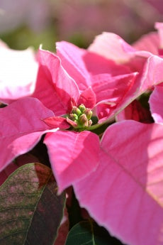 Höststjärna Princettia – Euphorbia pulcherrima Princettia-serien med rosa högblad och mörkgröna blad, lättskött höstväxt och krukväxt för färgglädje.