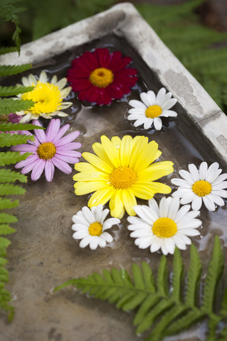Buskmargeriter (Argyranthemum frutescens) i vitt och gult som flyter i vattenbad – prästkragslika snittblommor som somrig bordsdekoration till midsommar och sommarfest i svenska trädgårdar