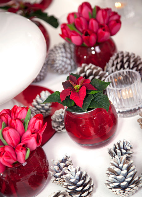 Modern jul i rött: elegant juldukning med röda julstjärnor och tulpaner, julstjärna som snittblomma i röda vaser, vit duk och vitt porslin, samt vit vas med sibirisk kornell – festinspiration från Blomsterfrämjandet.