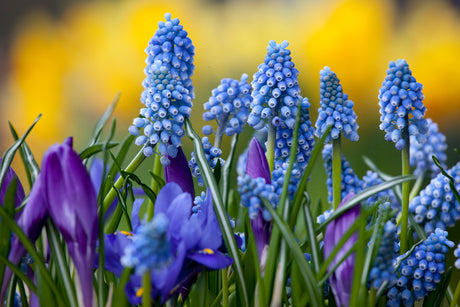 Vårlökar i kruka: pärlhyacint och krokus som fördrivna lökväxter, vackert arrangerade inomhus för tidig vårkänsla – placera svalt och vattna sparsamt för längre blomtid.