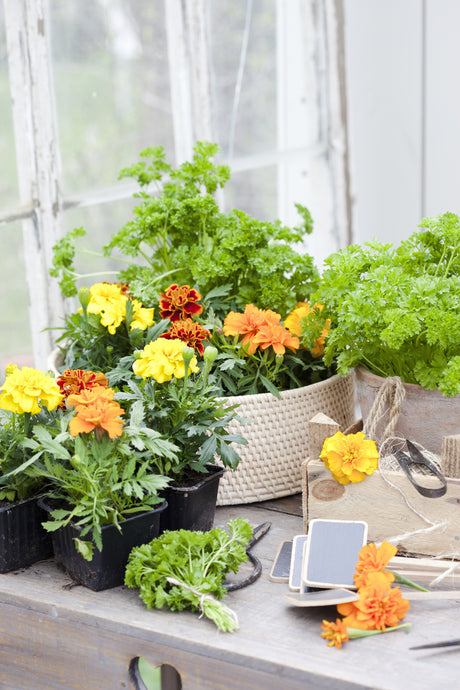 Persilja och tagetes i kruka – blommande kryddväxter som lockar bin och fjärilar; lättodlade örter för balkong, rabatt och trädgårdsland, skörd, torkning och ökad biologisk mångfald.