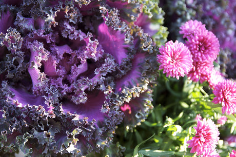 Prydnadskål i höstkruka – flerfärgad Brassica oleracea med krusiga blad i vitt, rosa och purpur; köldtålig, dekorativ höstplantering för sensommar och höst.