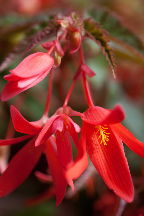 Röd hängbegonia (Begonia x tuberhybrida Pendula-Gruppen) i ampel med riklig blomning och överhängande grenar – lättskött, tålig sommarblomma för balkong och trädgård; halvskugga, god dränering, övervintra knölar.